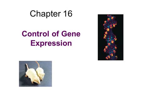 Chapter 16 Control of Gene Expression. Topics to discuss DNA binding proteins Prokaryotic gene regulation –negative inducible: lac operon –negative repressible: