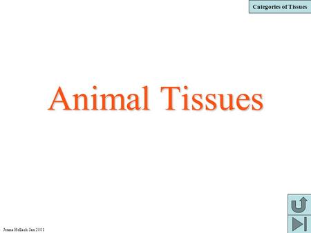 Animal Tissues Jenna Hellack Jan 2001.