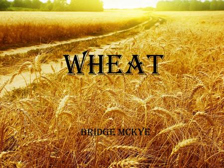 Wheat Bridge McKye. Origins Fertile Crescent –Iraq, Syria, Israel, Jordan and Egypt Originally gathered as a wild grass Stone Age : Rocks used to grind.