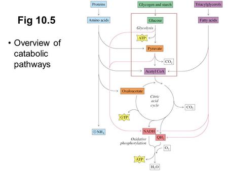 Fig 10.5 Overview of catabolic pathways Prentice Hall c2002 Chapter 11.