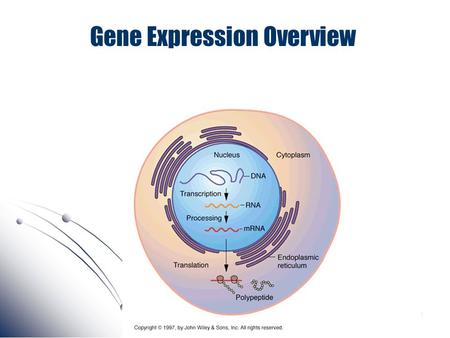 Gene Expression Overview