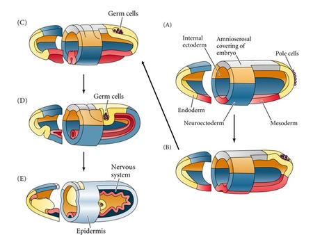 Figure 23.14 Homologous Pathways Specifying Neural Ectoderm in Protostomes (Drosophila) and Deuterostomes (Xenopus) D/V.