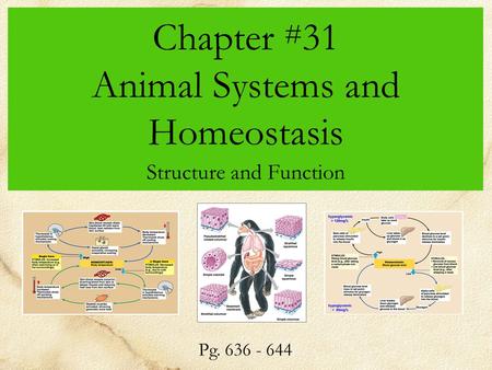 Chapter #31 Animal Systems and Homeostasis