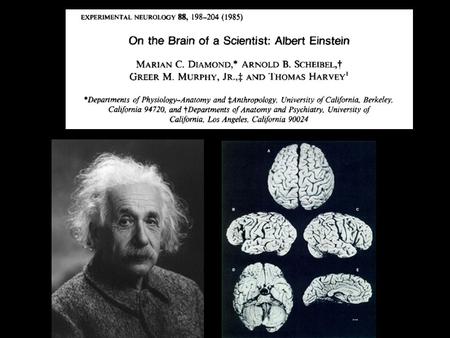 The structural organization of the Brain Gray matter: nerve cell bodies (neurons), glial cells, capillaries, and short nerve cell extensions (axons and.