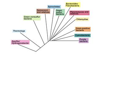 Crenarchaea Sulfur reduction Sulfur respiration Sulfur oxidation Thermoproteus Sulfolobus COLD Crenarchaea.