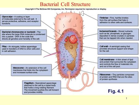 Bacterial Cell Structure