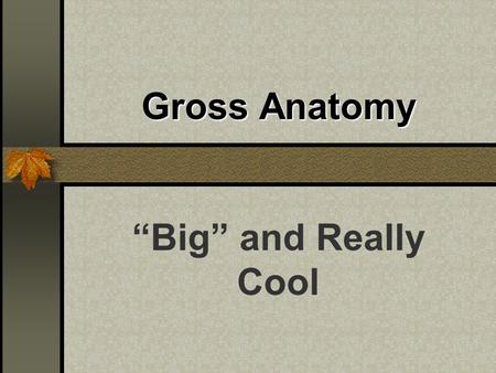 Gross Anatomy “Big” and Really Cool. The Skeleton 206 Bones Axial: Skull, Vertebral, Sternum, Ribs Appendicular.