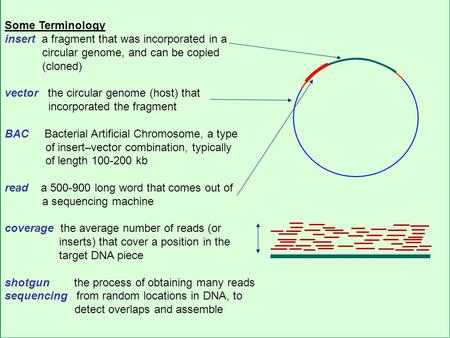 CS262 Lecture 11, Win07, Batzoglou Some Terminology insert a fragment that was incorporated in a circular genome, and can be copied (cloned) vector the.