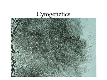 Cytogenetics. Chromosomal Disorders 50% of 1 st trimester miscarriages 5% of stillbirths 0.5% of liveborns –Down syndrome—trisomy 21 –Fragile X syndrome.