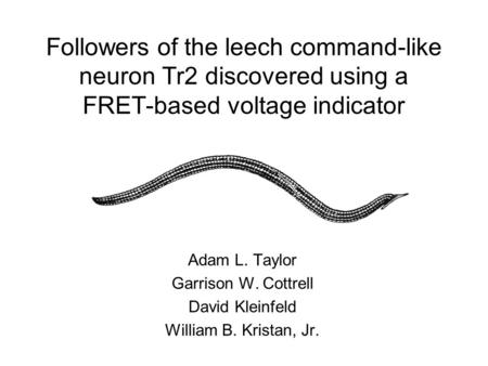 Followers of the leech command-like neuron Tr2 discovered using a FRET-based voltage indicator Adam L. Taylor Garrison W. Cottrell David Kleinfeld William.