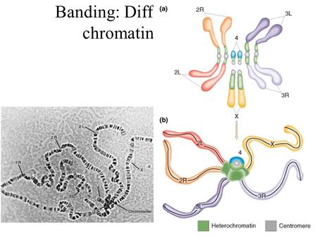 Banding: Different extents of chromatin condensation.