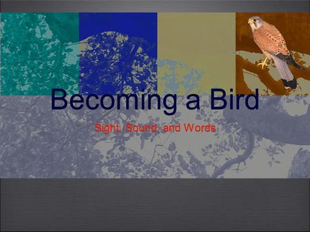 Becoming a Bird Sight, Sound, and Words. Perspective and Perception We are less and less connected with the sounds, smells, sights, and subtle clues of.