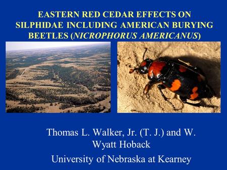 EASTERN RED CEDAR EFFECTS ON SILPHIDAE INCLUDING AMERICAN BURYING BEETLES (NICROPHORUS AMERICANUS) Thomas L. Walker, Jr. (T. J.) and W. Wyatt Hoback University.