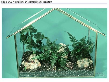 Figure 54.0 A terrarium, an example of an ecosystem.