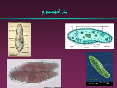 باراميسيوم.