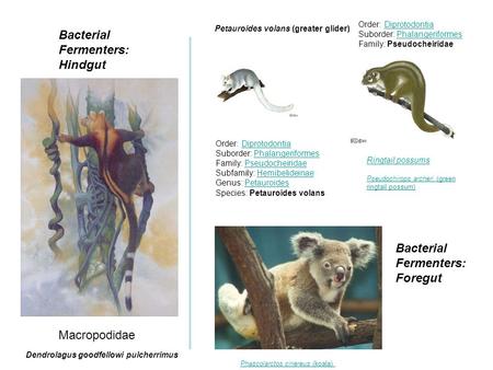 Order: DiprotodontiaDiprotodontia Suborder: PhalangeriformesPhalangeriformes Family: Pseudocheiridae Ringtail possums Pseudochirops archeri (green ringtail.