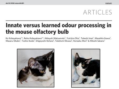 The main question: How is the topographical information in the olfactory bulb transmitted to and interpreted in the brain to decode the odor map?