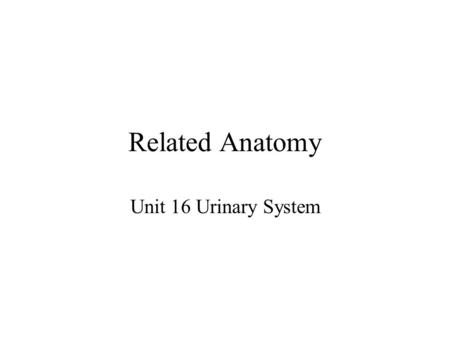 Related Anatomy Unit 16 Urinary System.