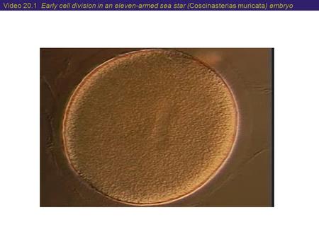 Video 20.1 Early cell division in an eleven-armed sea star (Coscinasterias muricata) embryo.