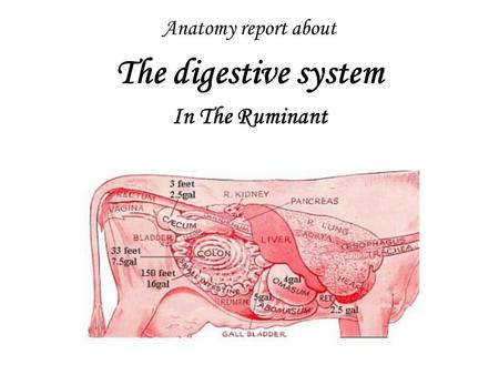 Anatomy report about The digestive system In The Ruminant.