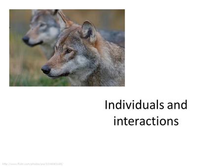 Individuals and interactions