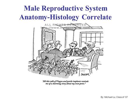 Male Reproductive System Anatomy-Histology Correlate