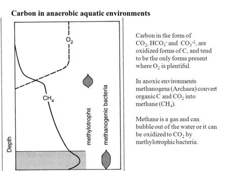 Carbon in the form of CO 2, HCO 3 - and CO 3 -2, are oxidized forms of C, and tend to be the only forms present where O 2 is plentiful. In anoxic environments.