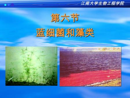 第六节蓝细菌和藻类 江南大学生物工程学院. 蓝细菌和藻类 一、蓝细菌 Cyanobacteria---- 原核微生物 旧称蓝绿藻 blue-green algae 1 、形态特征 球状或杆状的单细胞 丝状藻.