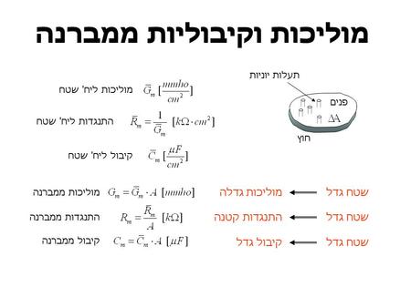 מוליכות וקיבוליות ממברנה פנים חוץ תעלות יוניות מוליכות ליח' שטח התנגדות ליח' שטח שטח גדלמוליכות גדלה שטח גדלהתנגדות קטנה קיבול ליח' שטח שטח גדלקיבול גדל.