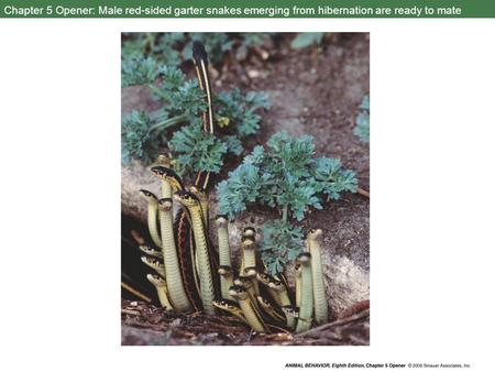 Chapter 5 Opener: Male red-sided garter snakes emerging from hibernation are ready to mate.