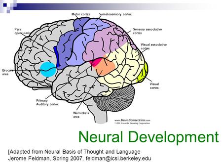 Broca’s area Pars opercularis Motor cortexSomatosensory cortex Sensory associative cortex Primary Auditory cortex Wernicke’s area Visual associative cortex.