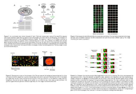 Figure 1: (A) A microarray may contain thousands of ‘spots’. Each spot contains many copies of the same DNA sequence that uniquely represents a gene from.