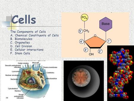 Cells The Components of Cells A. Chemical Constituents of Cells B. Biomolecules C. Organelles D. Cell Division E. Cellular interactions F. Stem Cells.