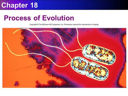 Chapter 18 Process of Evolution.