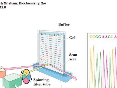 The small sample of DNA serves as template for DNA polymerase Make complementary primers Add primers in more than 1000-fold excess Heat to make ssDNA,