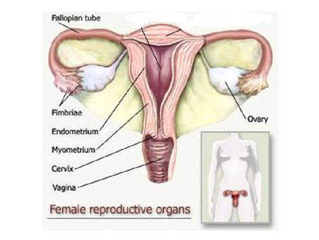 primary follicle Corpus luteum formation ovulation graafian follicle preantral follicle secondary follicle Primordial follicle.