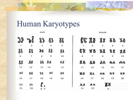 Human Karyotypes. Karyotypes = pictures of homologous chromosomes lined up during metaphase 1 23 pairs of chromosomes (1 set from the mother & 1 set from.