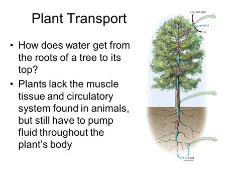 Plant Transport How does water get from the roots of a tree to its top? Plants lack the muscle tissue and circulatory system found in animals, but still.