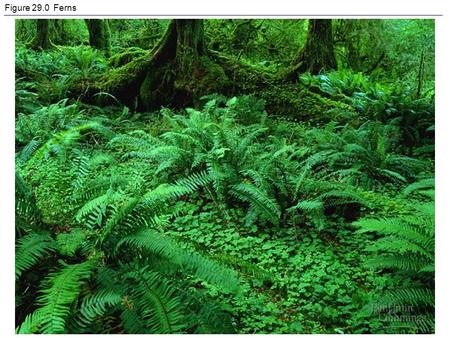 Figure 29.0 Ferns.