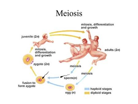 Meiosis.