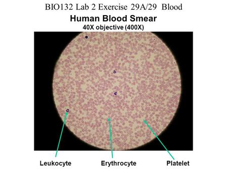 BIO132 Lab 2 Exercise 29A/29 Blood