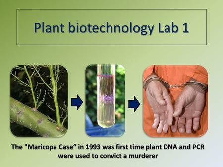 Plant biotechnology Lab 1 The Maricopa Case“ in 1993 was first time plant DNA and PCR were used to convict a murderer.