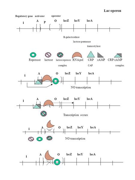 LacZ lacY lacA OA i Repressor lactose lactose/repressor RNA pol CRP cAMP CRP/cAMP complex CAP complex B-galactosidase lactose permease transcetylase operator.