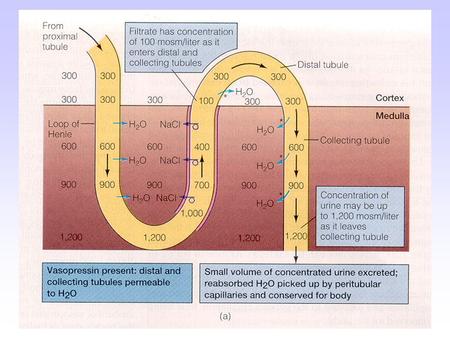 The Endocrine System VS 223 Dr. Noland Endocrine Glands Secrete their product directly into bloodstream Known as “ductless” glands.