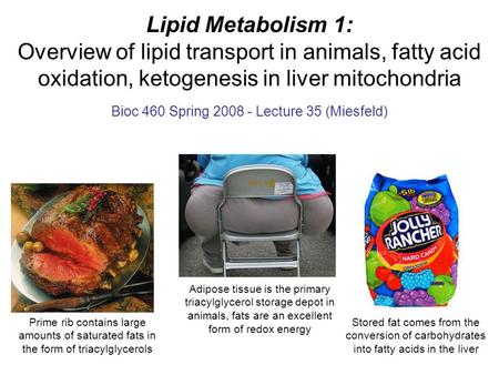 Bioc 460 Spring Lecture 35 (Miesfeld)