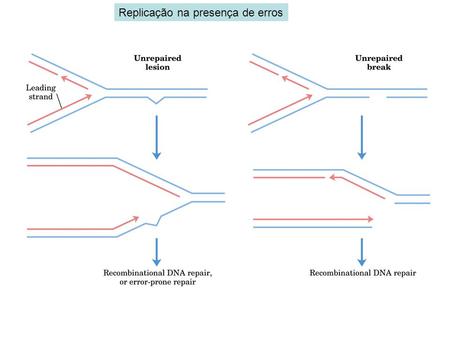 Replicação na presença de erros. Recombination at the Molecular Level Breakage and joining also directed by enzymes. Homologous recombination.