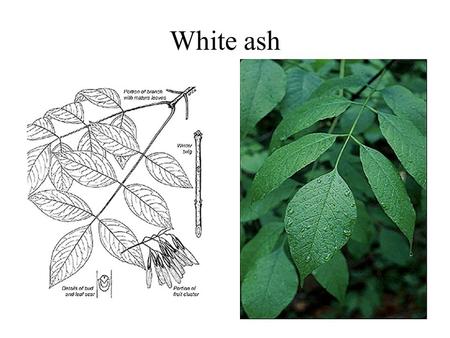 White ash. Big-tooth aspen Quaking aspen Aster.