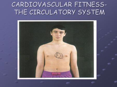 CARDIOVASCULAR FITNESS- THE CIRCULATORY SYSTEM