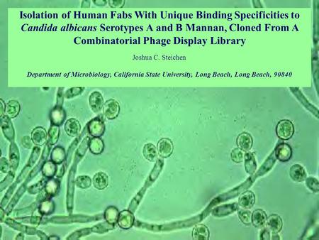 Isolation of Human Fabs With Unique Binding Specificities to Candida albicans Serotypes A and B Mannan, Cloned From A Combinatorial Phage Display Library.