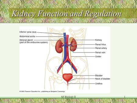 SF Biology II1 Kidney Function and Regulation. SF Biology II2 Renal Filtration Total body water ~40 litres; Plasma Vol. ~3 litres). Filter ~180 litres/day.